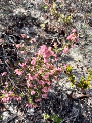 Erica interrupta