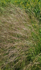 Stipa krylovii