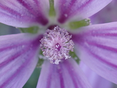 Malva sylvestris