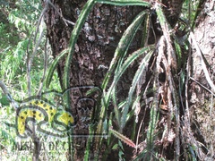 Disocactus speciosus speciosus