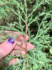 Juniperus virginiana