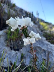 Erica calcareophila