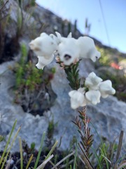 Erica calcareophila