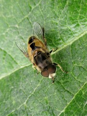 Eristalis arbustorum
