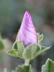 Malva sylvestris