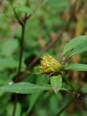 Bidens frondosa