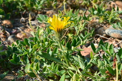 Crepis chrysantha