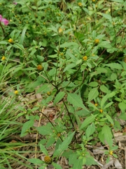 Bidens frondosa