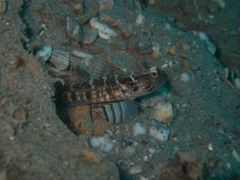 Cryptocentrus sericus