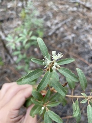 Croton argyranthemus