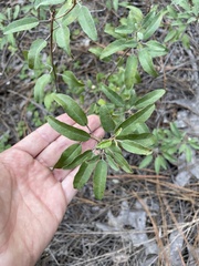 Croton argyranthemus