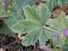 Malva sylvestris