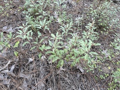 Croton argyranthemus