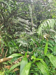 Collabieae