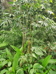 Collabieae