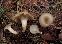 Singerocybe