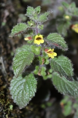 Lindenbergia muraria