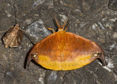 Tridrepana subtusmaculata