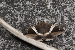 Bastilla praetermissa
