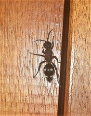 Dolichomutilla sycorax