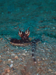 Thaumoctopus mimicus