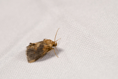 Microleon longipalpis