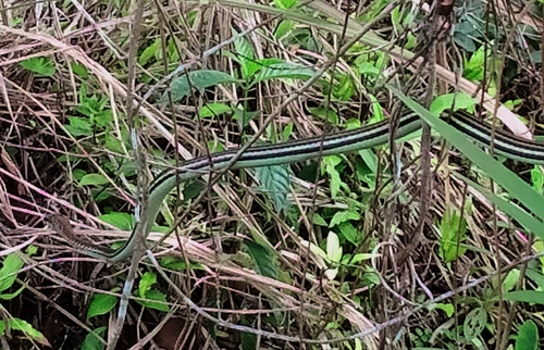 Dendrelaphis caudolineatus