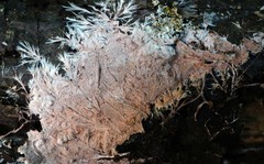 Etheirodon fimbriatum