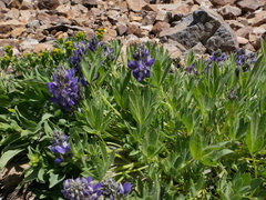 Lupinus lepidus ramosus