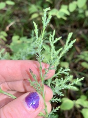 Juniperus virginiana