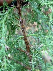 Juniperus virginiana