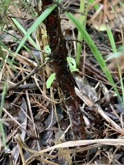 Juniperus virginiana