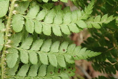 Polystichum braunii image