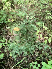 Juniperus virginiana