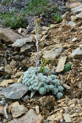 Artemisia senjavinensis