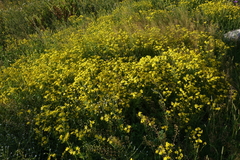 Senecio leucanthemifolius caucasicus