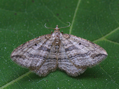 Orthonama vittata