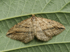 Orthonama vittata