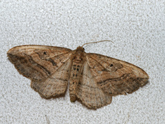 Orthonama vittata