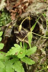 Stellaria fenzlii