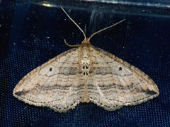 Orthonama vittata