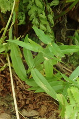 Stellaria fenzlii