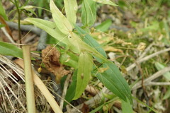 Stellaria fenzlii