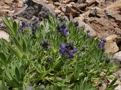 Lupinus lepidus ramosus