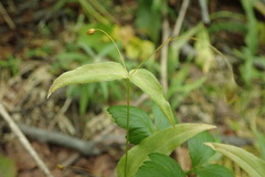 Stellaria fenzlii