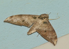 Ambulyx canescens