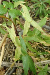 Stellaria fenzlii