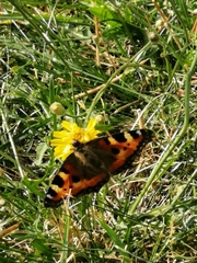 Aglais urticae