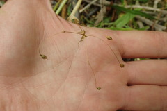Stellaria fenzlii