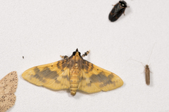 Pachynoa thoosalis
